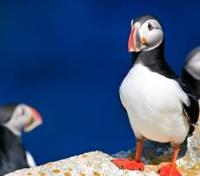 Atlantic Puffins